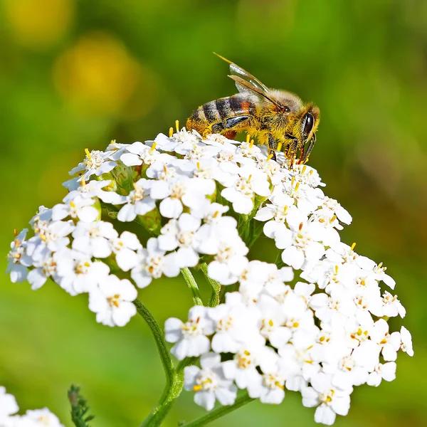 A mézelő méh (Apis mellifera), egy virágot, a cickafark (Achillea) — Stock Fotó