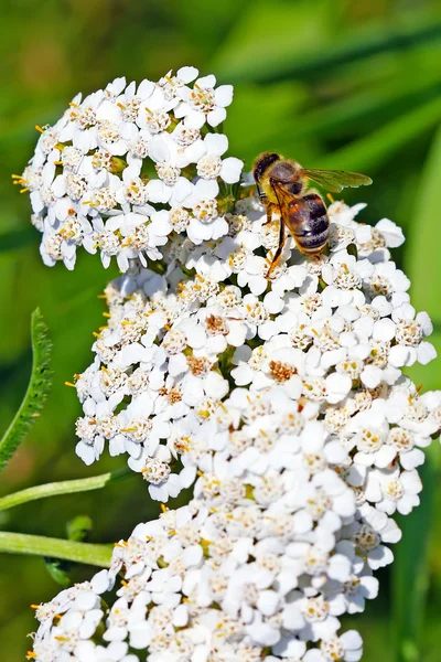 A abelha mel (Apis mellifera) em uma flor de Yarrow (Achillea ) — Fotografia de Stock