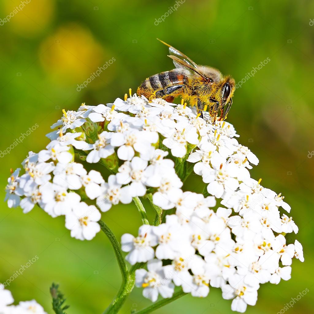 The honey bee (Apis mellifera) on a flower of Yarrow (Achillea)