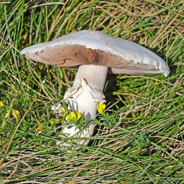 The field mushroom (Agaricus arvensis) is a species of fungi of the genus Agaricus.Single mushroom among grass field