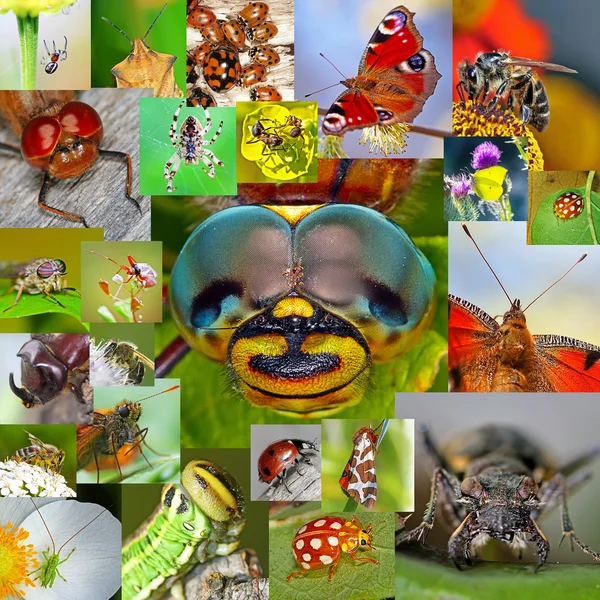 Insects. A collage of photos of insects found in Siberia — Stock Photo, Image