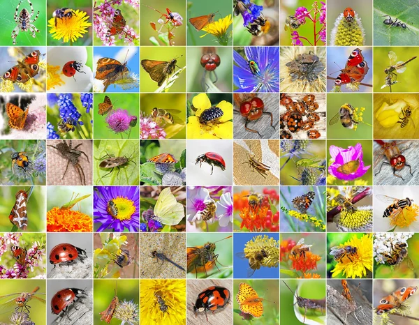 Insecten. Een collage van foto's van insecten gevonden in Siberië — Stockfoto