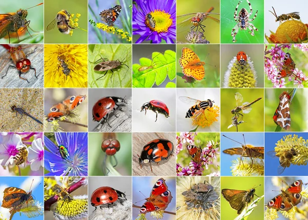 Insects. A collage of photos of insects found in Siberia — Stock Photo, Image