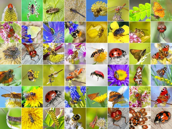 Insectos. Un collage de fotos de insectos encontrados en Siberia — Foto de Stock