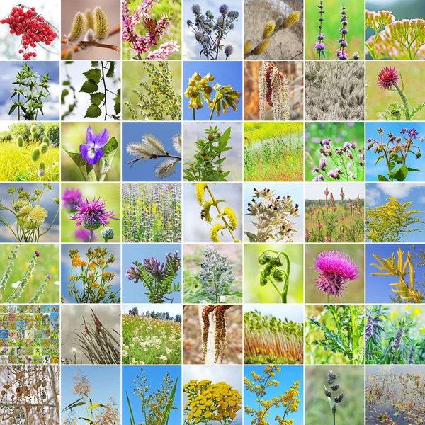 Plantas medicinales silvestres de Siberia — Foto de Stock