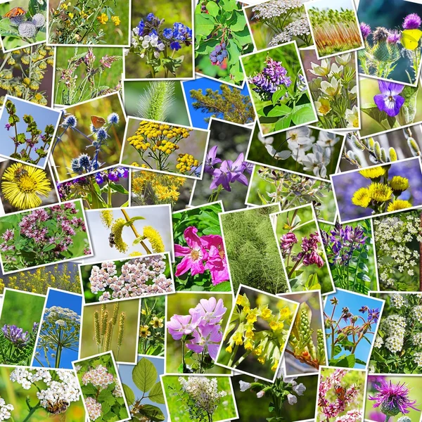 Plantas medicinales silvestres de Siberia — Foto de Stock