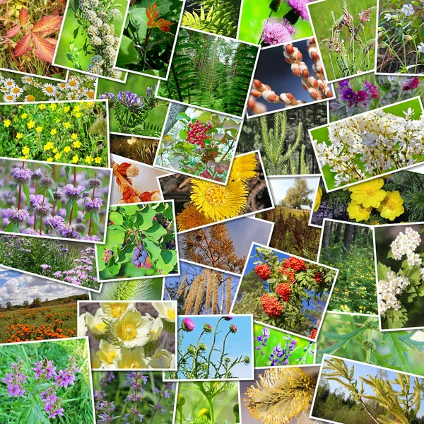 Plantas medicinales silvestres de Siberia — Foto de Stock