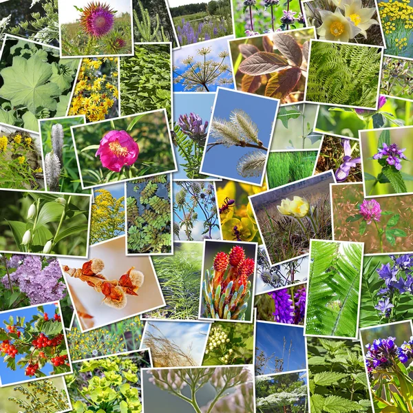 Plantas medicinales silvestres de Siberia — Foto de Stock