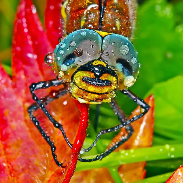Dragonfly with big eyes — Stock Photo, Image