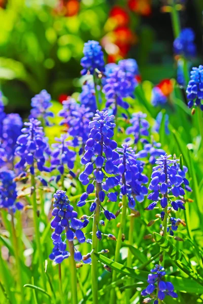 バイパーの弓 またはマウスのヒヤシンスやムスカリ Misag 花壇に咲くムスカリ — ストック写真