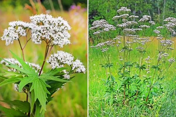Valeriana officinalis veya kedi otu (Valeriana officinalis). Önümüzdeki closeup ve Bush bir orman glade içinde