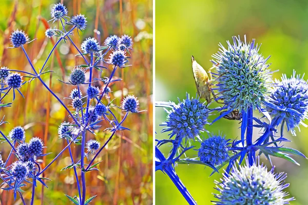 Plante médicinale-Marque plate (Eryngium planum  ) — Photo