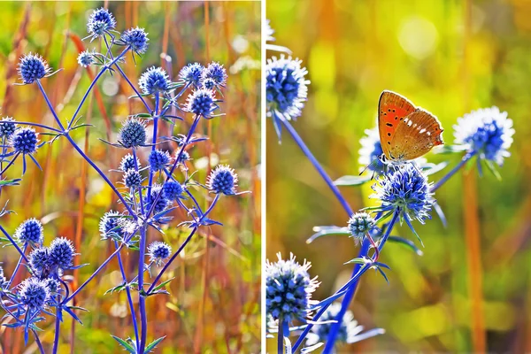 Planta medicinal-Marca plana (Eryngium planum  ) — Foto de Stock