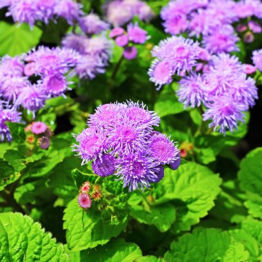 Houston ageratum veya Meksika ageratum (Ageratum houstonianum)