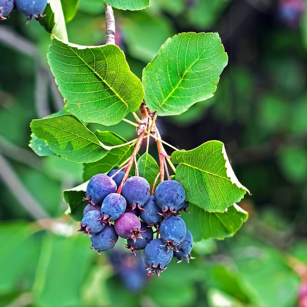 Amelanchier veya Saskatoon ( Amelanchier ) — Stok fotoğraf