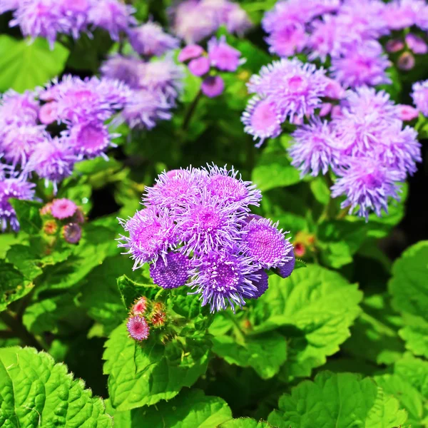 Houston ageratum veya Meksika ageratum (Ageratum houstonianum)