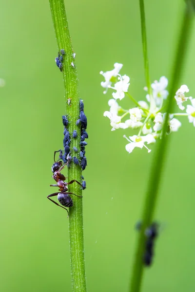 Thatching Ant Lat Formica Rufa Aphids Blade Grass — Stock Photo, Image