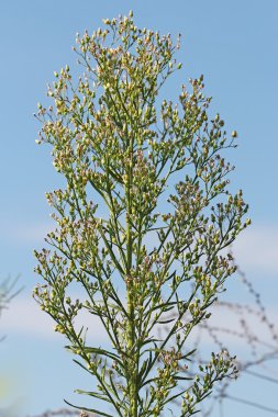 Kanadalı melkolepestnik (Erigeron canadensis m.). Tıbbi bitki vahşi büyüyen Sibirya