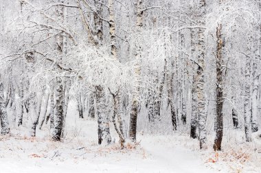 Rus kış. Huş grove sonra kar yağışı. Rusya, Sibirya, Novosibirsk bölgesi