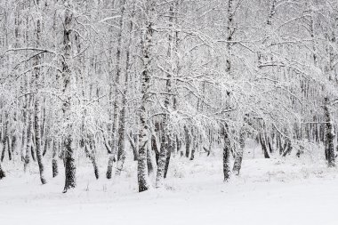 Rus kış. Huş grove sonra kar yağışı. Rusya, Sibirya, Novosibirsk bölgesi