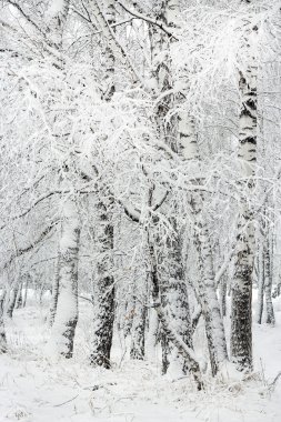 Rus kış. Huş grove sonra kar yağışı. Rusya, Sibirya, Novosibirsk bölgesi
