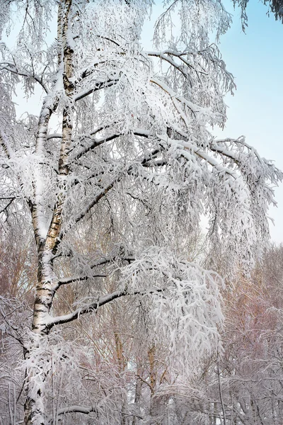 Rosyjska Zima Brzozowy Gaj Śniegu Rosji Syberii Nowosybirsk Regionu — Zdjęcie stockowe