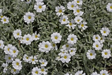 Jaskolka (Cerastium tomentosum) hissettim. Dekoratif bahçe tesisi