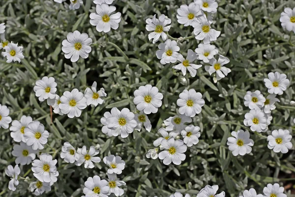 Jaskolka Filz Cerastium Tomentosum Zierpflanze Garten — Stockfoto