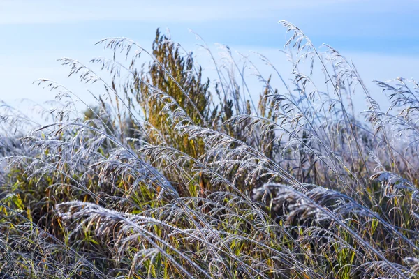 Çim alan frost ile sonbahar frost sonra kaplı. — Stok fotoğraf