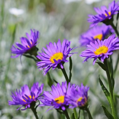 Alp Aster (Aster alpinus)