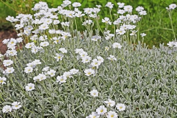 Cerastium Tomentosum Decorative Perennial Groundcover — Stock Photo, Image