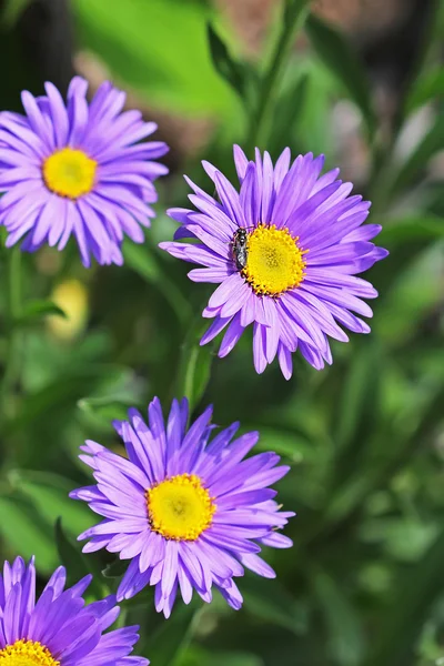 Alpine Aster Aster Alpinus Decoratieve Tuinplant Met Blauwe Bloemen — Stockfoto