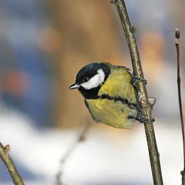 Vogel Kohlmeise (parus major)) — Stockfoto