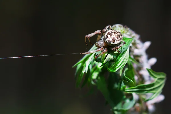 The female spider a Common garden spider ( lat. Araneus diademat — Stock Photo, Image