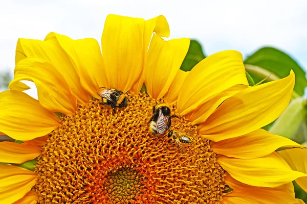 Helianthus annuus. Bumblebees and bees collect nectar from a blooming sunflower — Stock Photo, Image