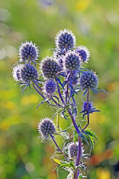 Feverweed ploché (Eryngium planum) — Stock fotografie