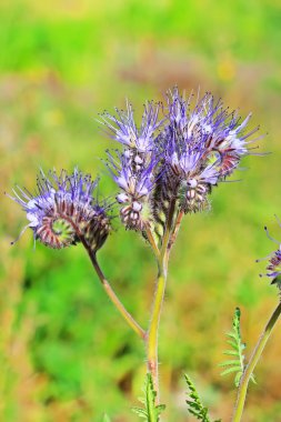 Pyrmolita California Bluebell (Phacelia tanacetifolia). Tıbbi bitki vahşi büyüyen