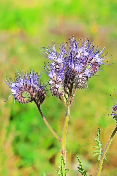 Pyrmolita カリフォルニア ブルーベル Phacelia Tanacetifolia 薬用植物の自生している — ストック写真