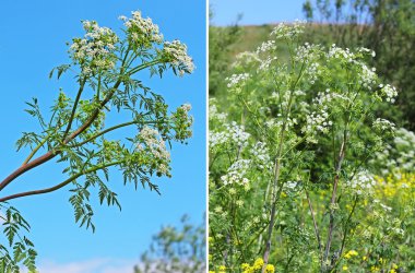 Baldıran otu (Conium maculatum) - benekli Bienali otsu bitki s