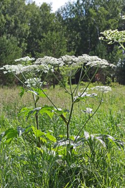 Vahşi şifalı bitkiler Heracleum sibirikum