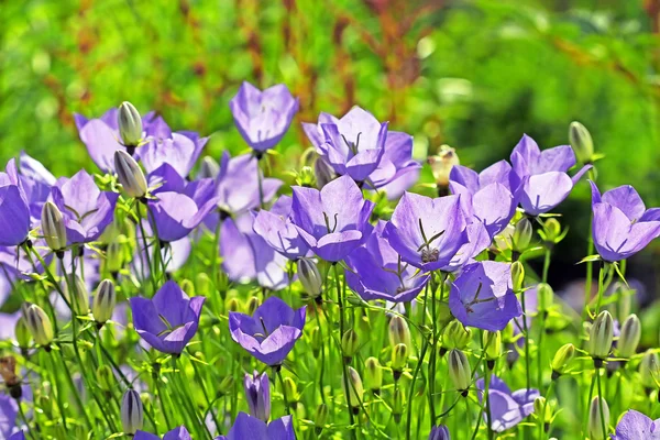 Planta decorativa jardim Cárpatos Bellflower (Campanula carpat — Fotografia de Stock