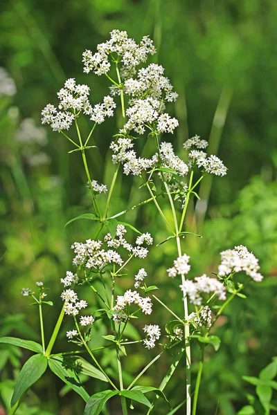 Wild-growing medicinal plants Galium boreale L. — Stock Photo, Image