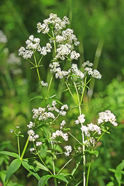 Vahşi büyüyen şifalı bitkiler Galium boreale L. 