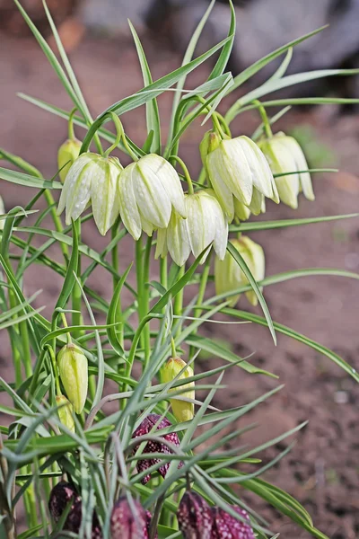 Scacchi Giardino Fiore Fritillaria Fritillaria Meleagris Varietà Con Fiori Bianchi — Foto Stock