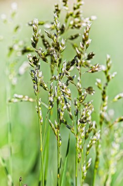 Kentucky bluegrass (Poa pratensis). Sibirya'da vahşi bitkiler