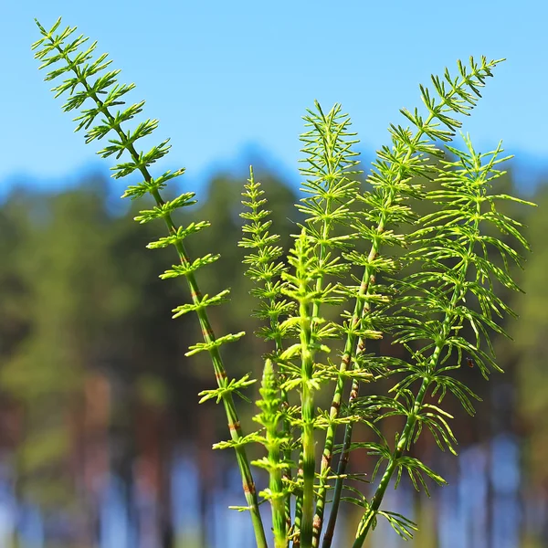 Horsetail or common Horsetail, or Tolkachik (Equisetum arvense) — Stock Image Horsetail or common Horsetail, or Tolkachik (Equisetum arvense) Stock Picture