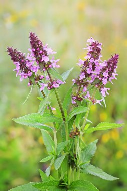 Loosestrife loosestrife veya Plakun-ot (Lythrum salicaria) bir çok yıllık otsu bitki, Loosestrife (Lythrum) Grebennikova aile (Lythraceae bir tür olduğunu)