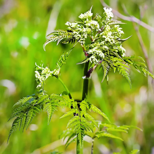 Copyri forest (Anthriscus sylvestris) is a biennial herbaceous p — Stock Photo, Image