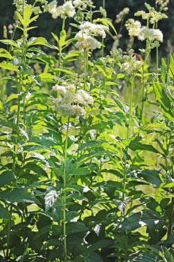 Sibirya Meadowsweet veya Tavoloni (Filipendula ulmaria tıbbi bitki vahşi büyüyen)