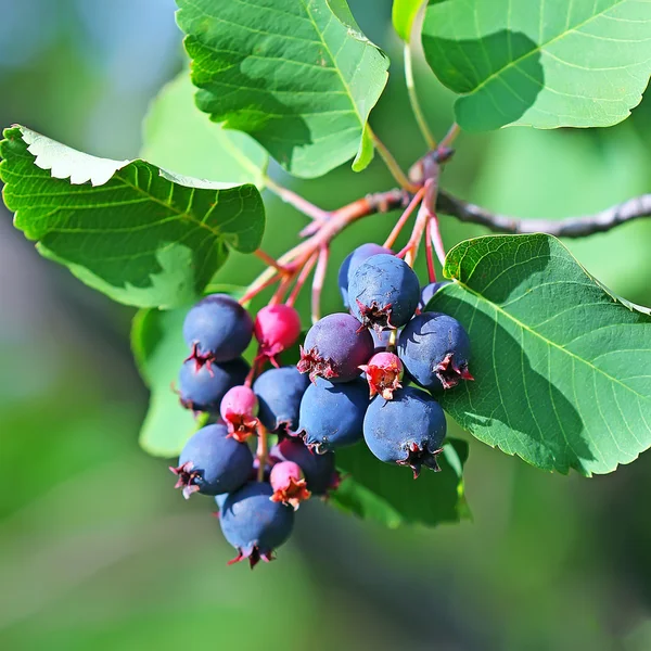 Saskatoon nebo Amelanchier (Latinský název Amelanchier) — Stock fotografie